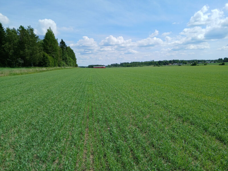 mönkkö 8.6.2026