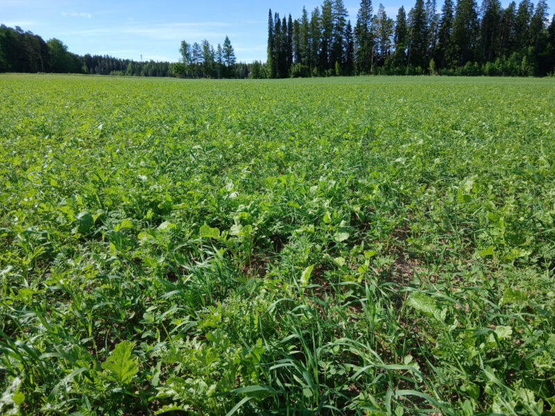 nummilohko 23.6.2026