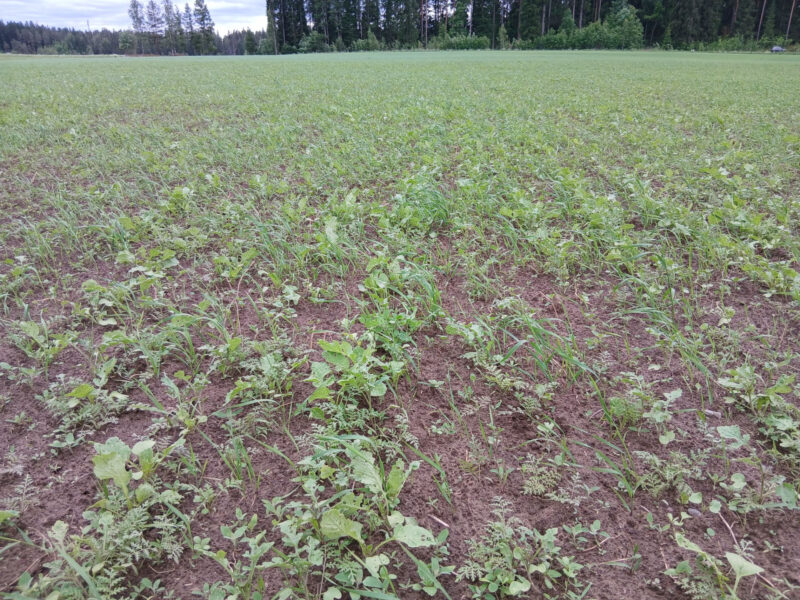 nummilohko 17.6.2026