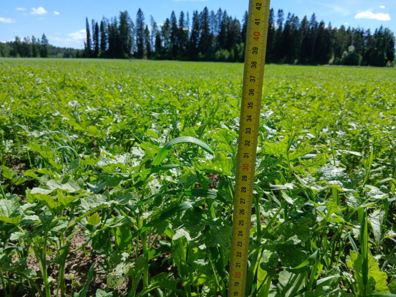 nummilohko 23.6.2026
