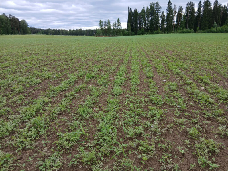 nummilohko 17.6.2026