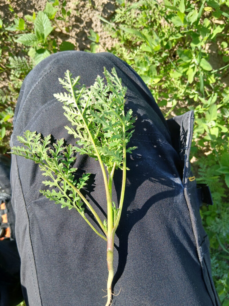 nummilohko 23.6.2026