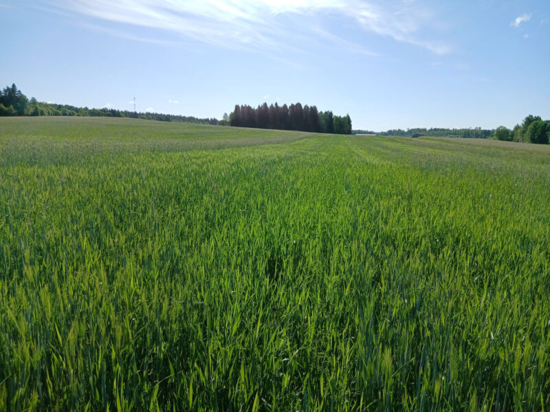 riuskanoja 23.6.2026