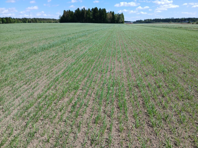 riuskanoja 25.5.2026