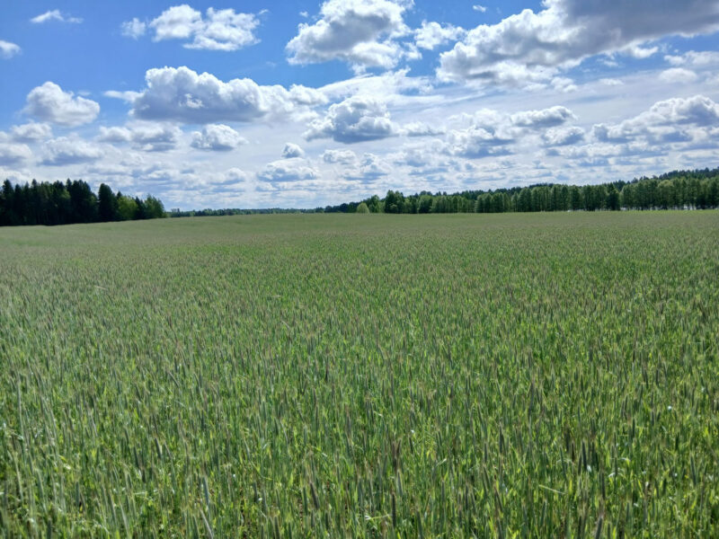 riuskanoja 2.6.2026