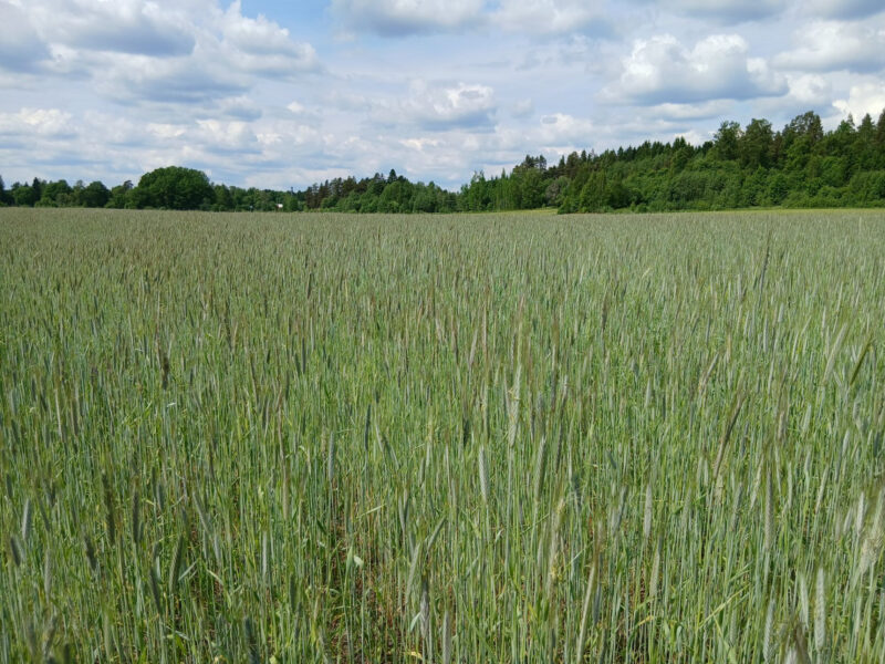 riuskanoja 8.6.2026