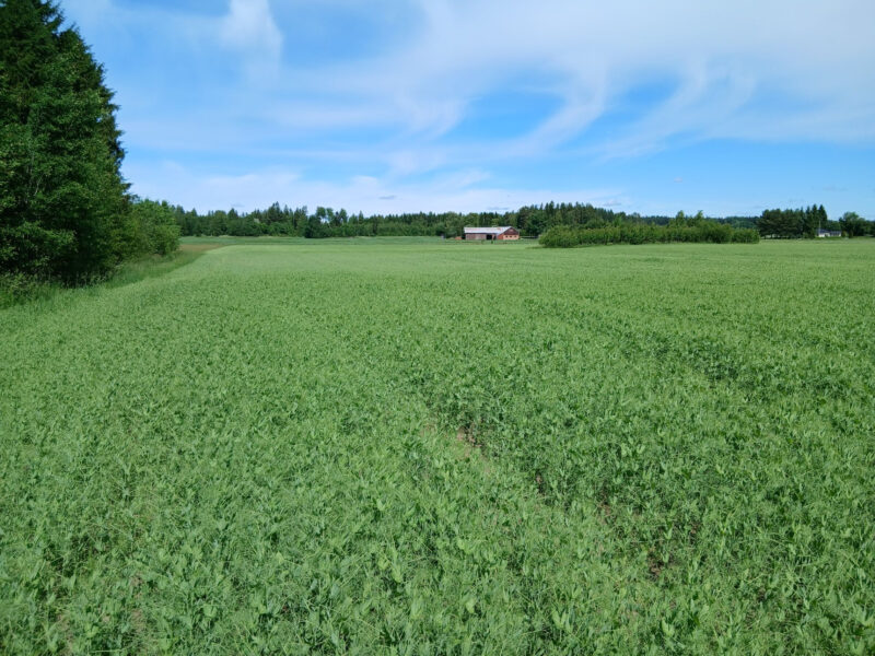 ruohonen 23.6.2026