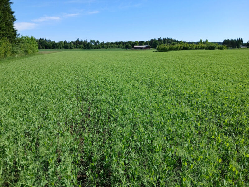 ruohonen 18.6.2026