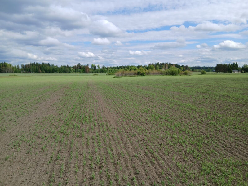 ruohonen 2.6.2026