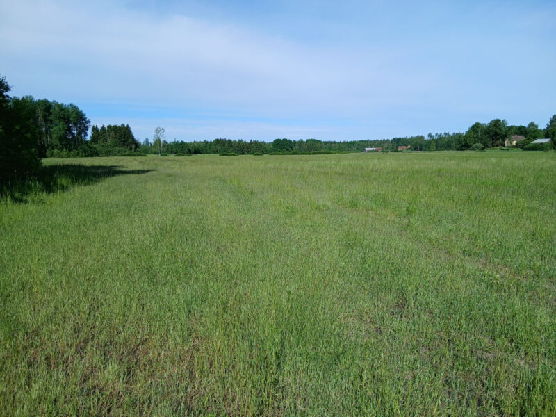 ruohonen 18.6.2026