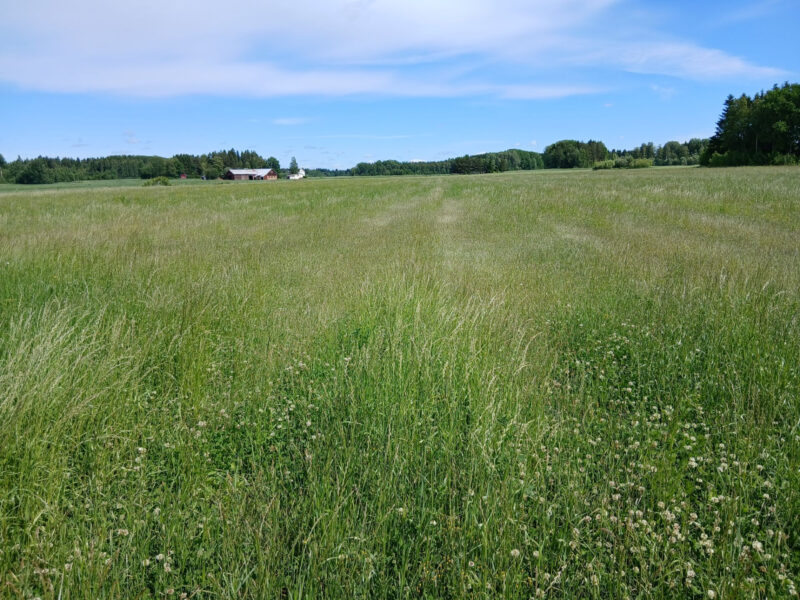ruohonen 23.6.2026