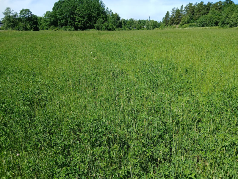 uusikylä 23.6.2026