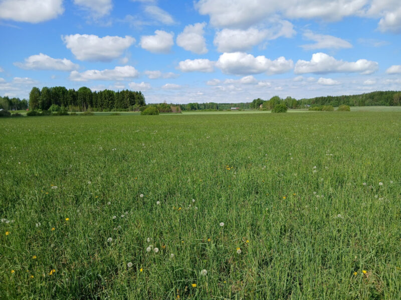 vepsä 2.6.2026
