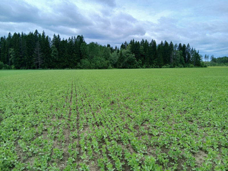 yhteislaidun 17.6.2026