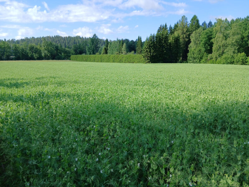 hakala 30.6.2026