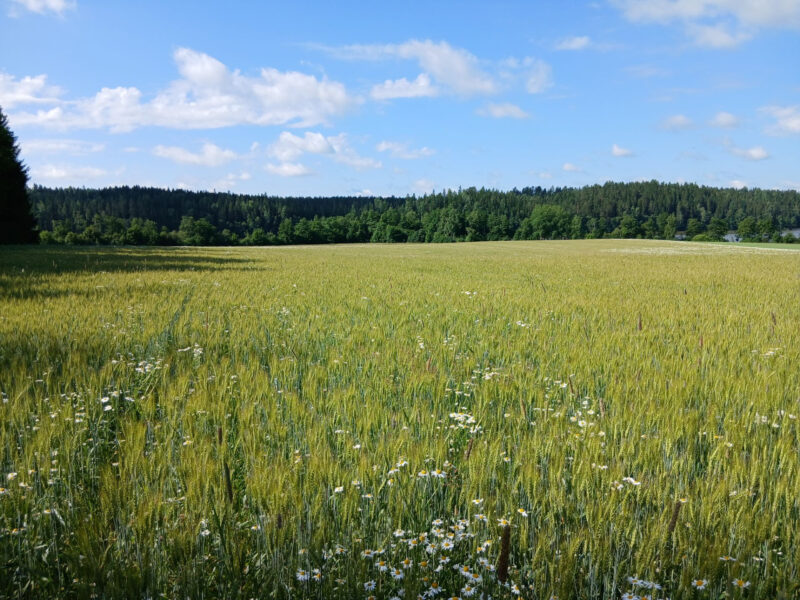 hakala 30.6.2026