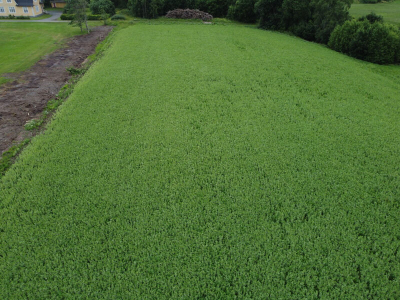 kuusiaita 9.7.2026