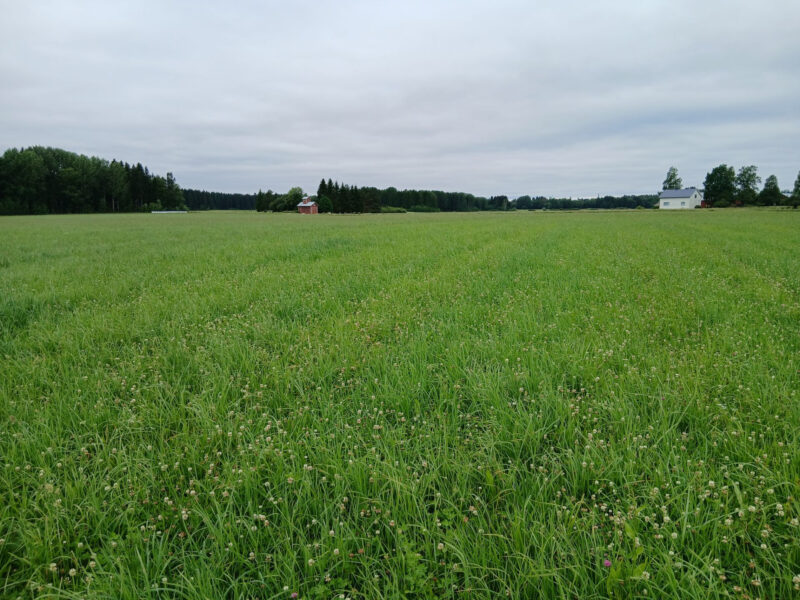 kylmäoja 13.7.2026