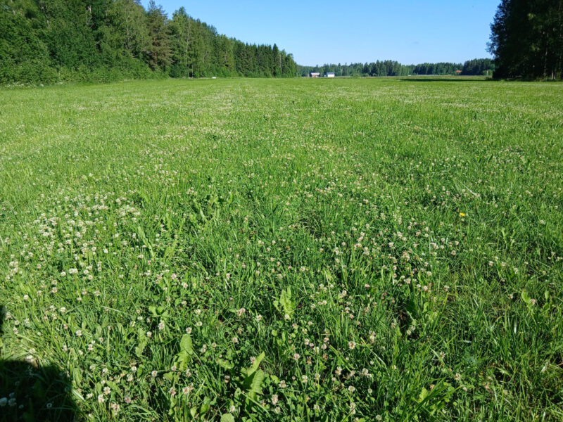 kyttälä 29.6.2026