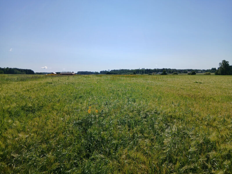 mönkkö 29.7.2026