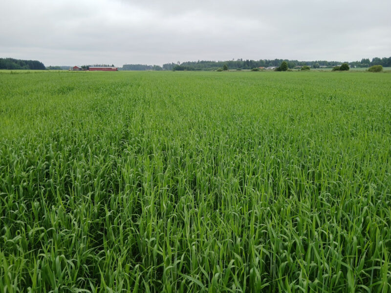 mönkkö 30.6.2026