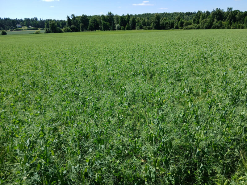 mönkkö 14 July 2026
