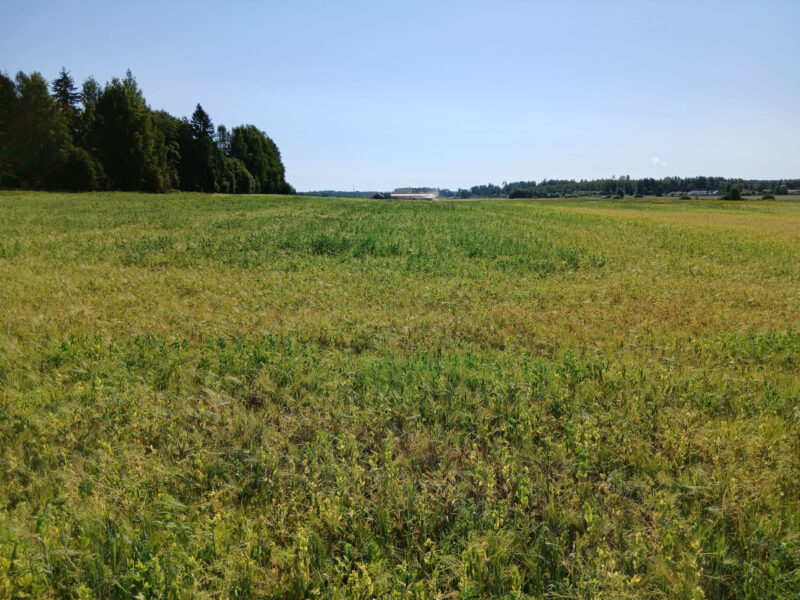 mönkkö 29.7.2026
