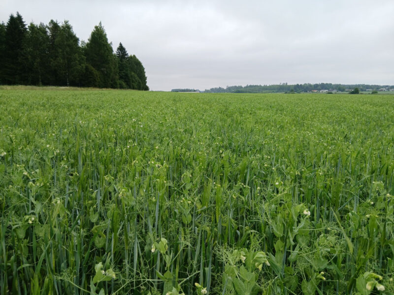 mönkkö 30.6.2026