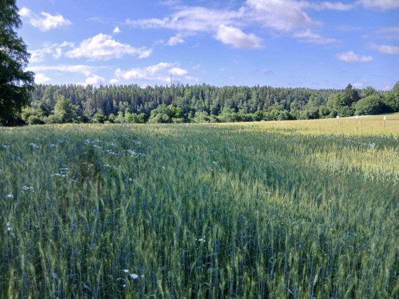 nokkamäki 30.6.2026