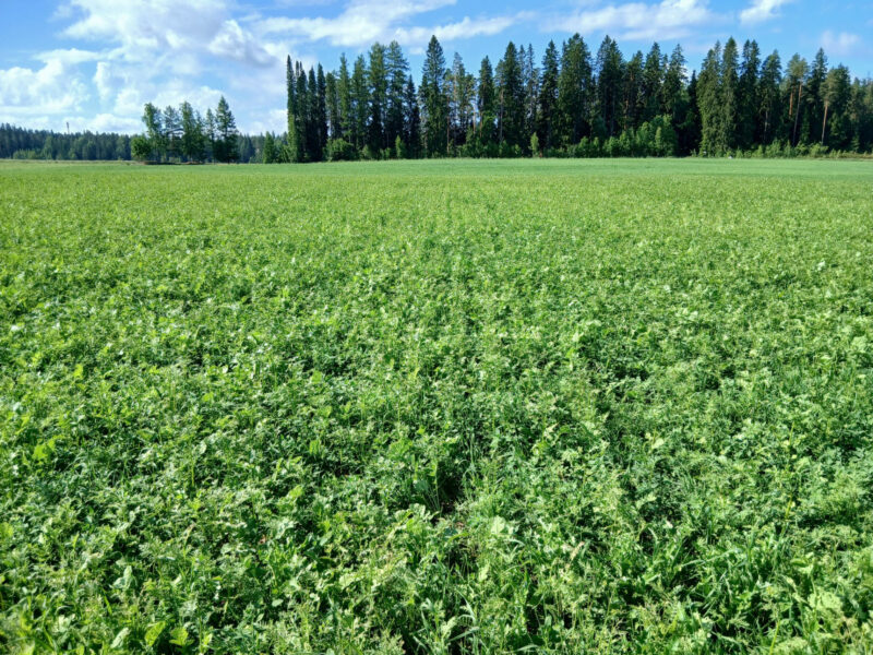 nummilohko 30.6.2026
