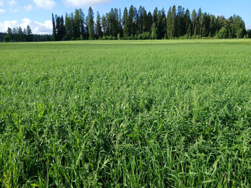nummilohko 14.7.2026