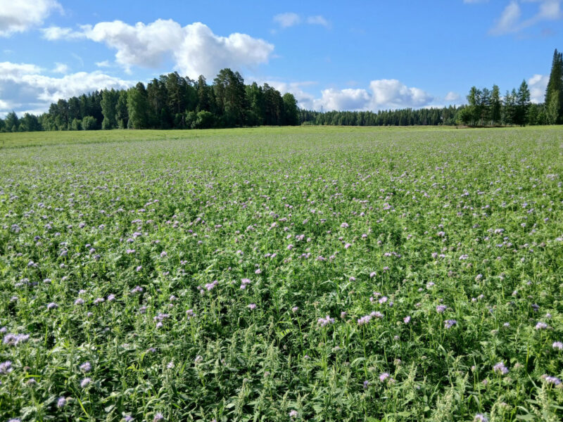 nummilohko 14.7.2026