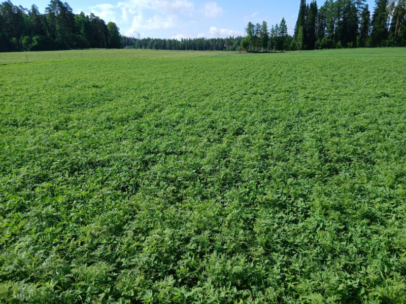 nummilohko 30.6.2026
