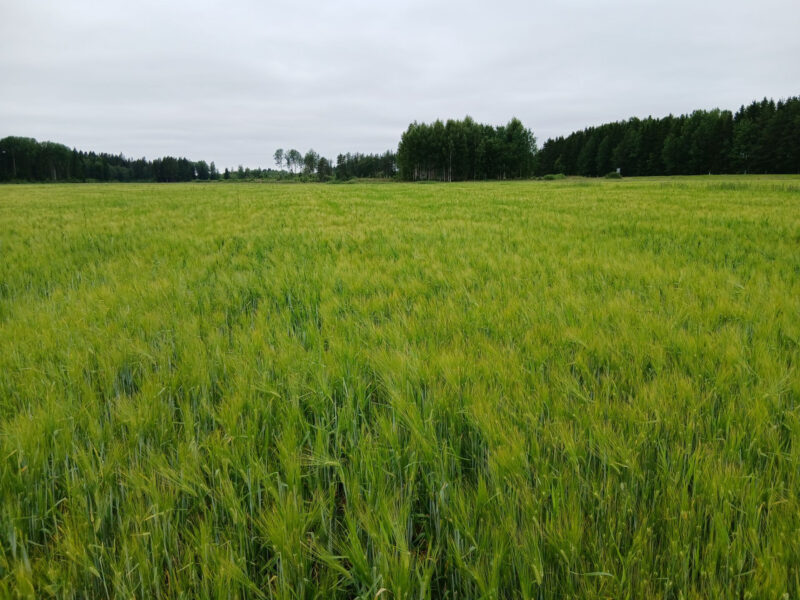 ojala 13.7.2026