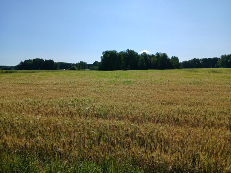 ojala 29.7.2026