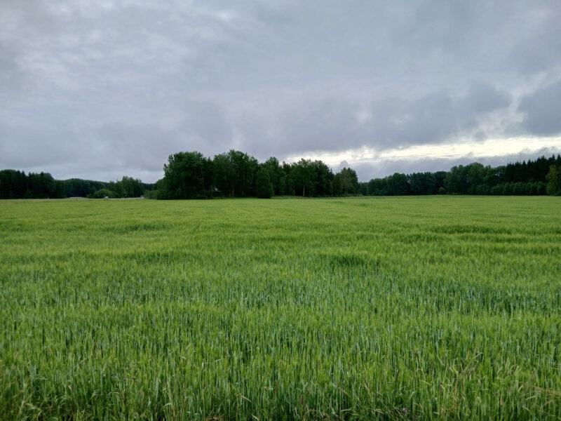 ojala 8.7.2026