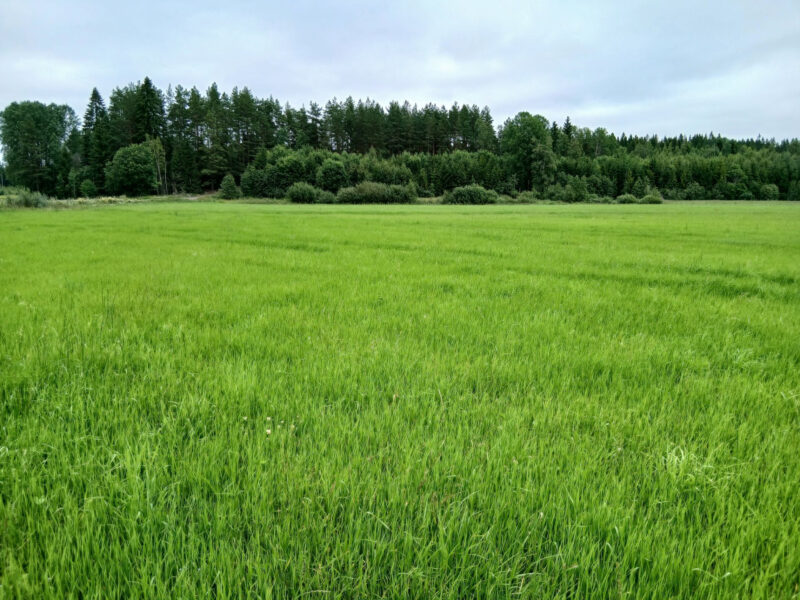 peräkäs 13 July 2026