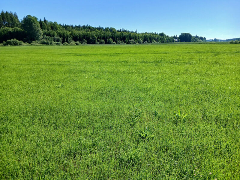 peräkäs 29.6.2026