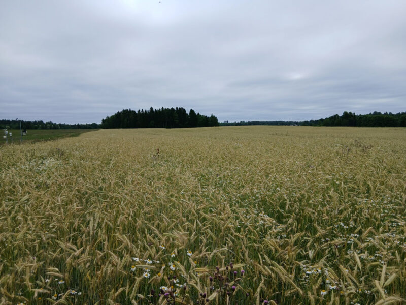 riuskanoja 13.7.2026