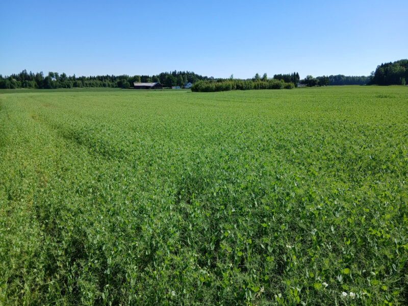 ruohonen 29.6.2026