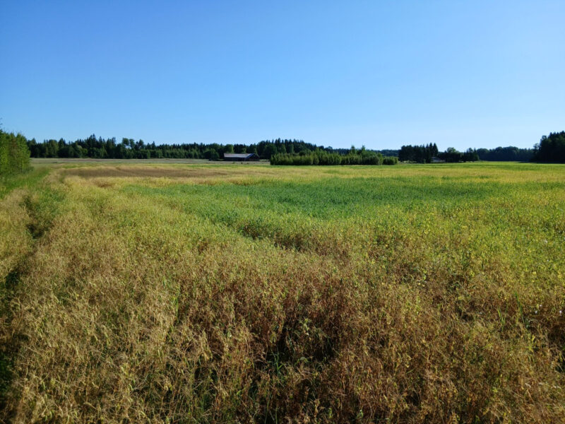 ruohonen 29.7.2026