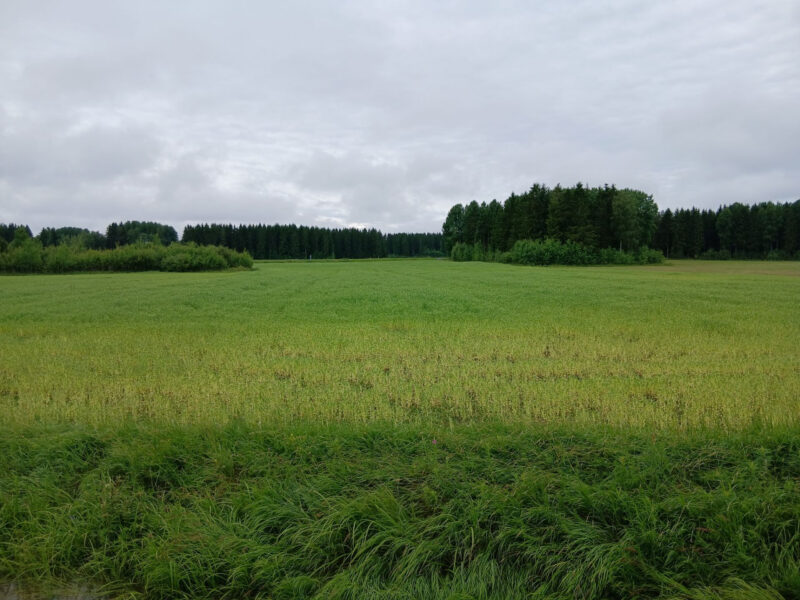ruohonen8.7.2026