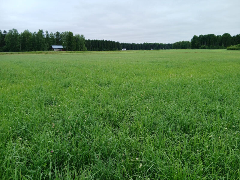 vepsä 13.7.2026