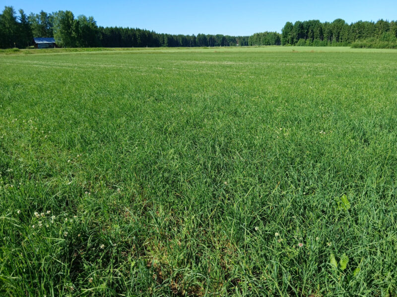 vepsä 29.6.2026