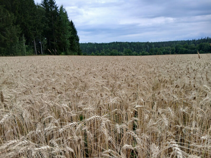 hakala 10.8.2026
