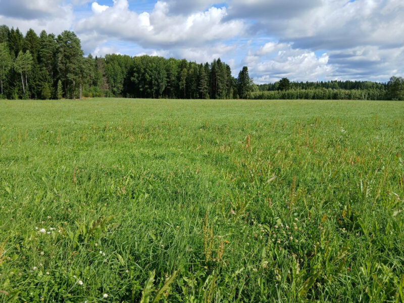 härkihaka 3.8.2026