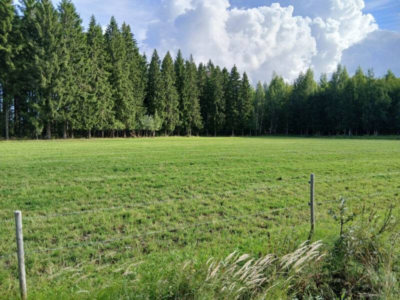 kaski 11.8.2026