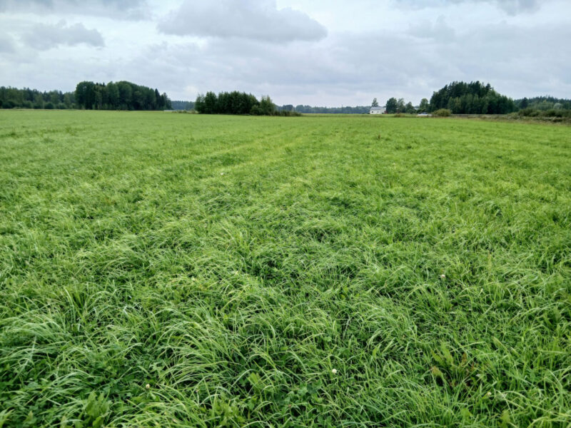 kuokkamaa 24.8.2026