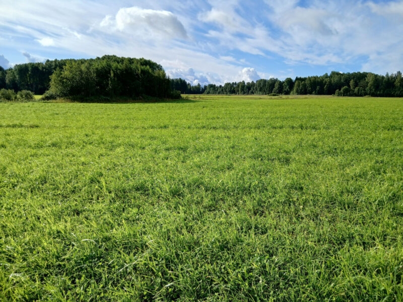 kylmäoja 11.8.2026