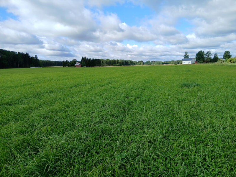 kylmäoja 17.8.2026